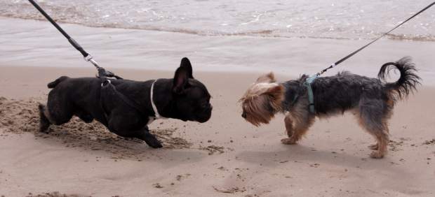 Aumenta un 32% el número de visitantes a la playa canina de Pinedo en julio