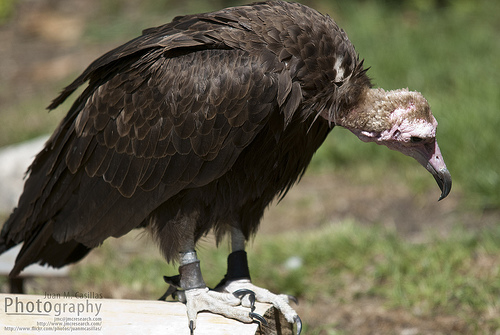 Liberan a un buitre negro tras pasar por el Centro de Recuperación de Animales Silvestres de Valladolid