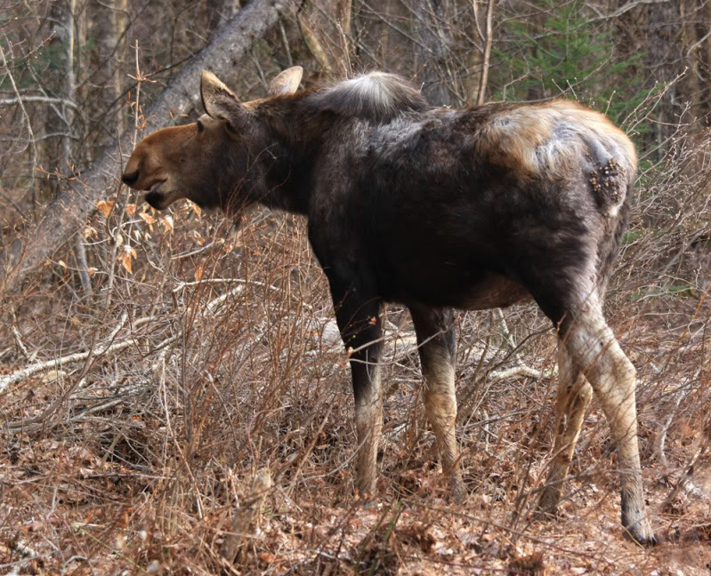 El Cambio Climático pone en peligro de extinción al Alce en América del Norte