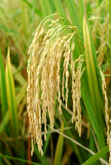 El Ministerio le pasa la pelota a la Junta de Andalucía en el inicio de la tramitación ambiental de la modernización del arroz