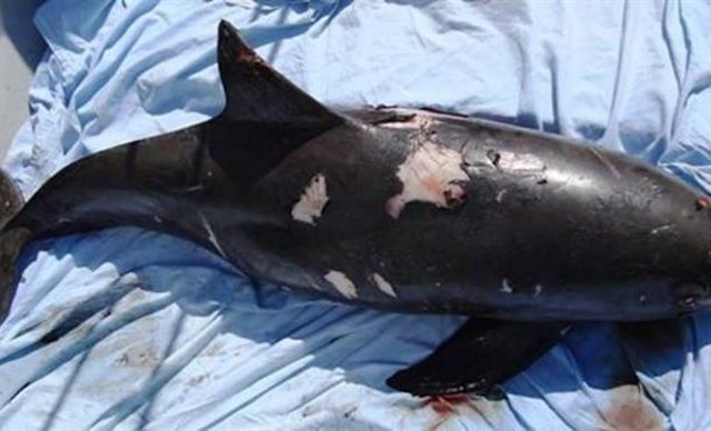 México. Aparece otra vaquita marina muerta…sólo quedan 30 en el mundo