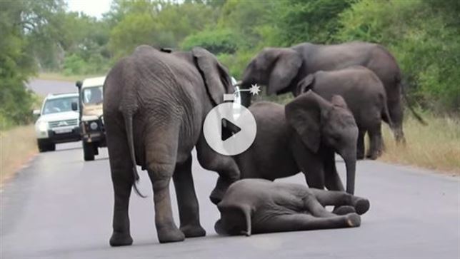 Mama elefante al rescate (vea video)