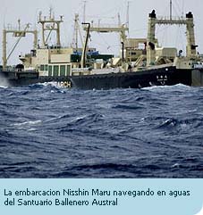 Silencio de los Gobiernos de America Latina Ante Caza Científica de Ballenas Preocupa Ambientalistas