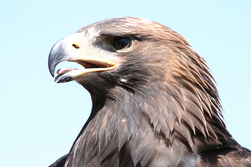 Andalucía firma tres convenios para conservar el águila imperial