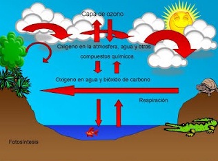 Investigación del CICESE (Baja Califormia). El ciclo del carbono