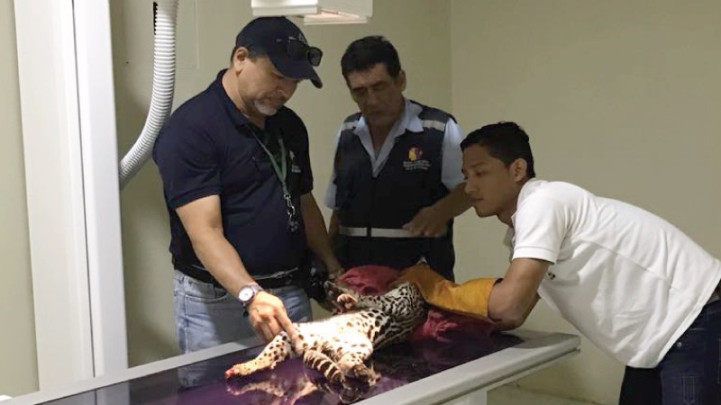 Ecuador. El tigrillo que fue atropellado en El Triunfo está fuera de peligro