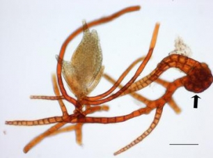 Descubren musgos con esporas gigantes en bosques de altura del sur de China