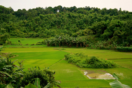 Ignorar a los bosques en Río+20 no traerá el futuro que queremos