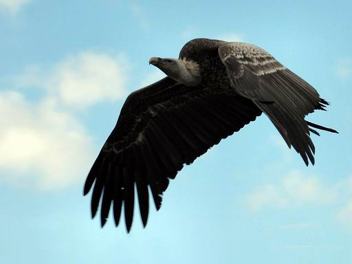 Madrid recuperó para el medio natural 8.000 animales en cuatro años