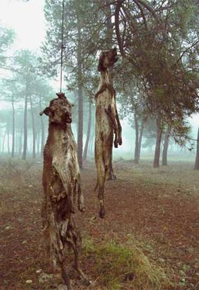 Maltrato y muerte de galgos después de la temporada de caza