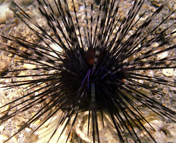 La Gomera inicia una campaña de control del Erizo de Lima