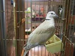 Cataluña interviene 355 ejemplares de especies de fauna exótica invasora