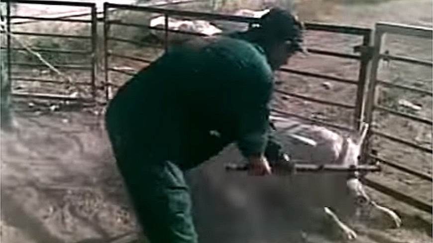 Maltrato cruel a cerdos en una granja murciana (Ver VIDEO)