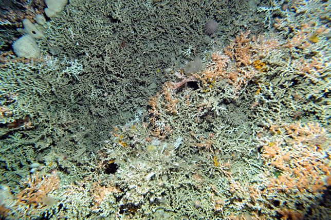 Hongos marinos desvelan desconocidas ramas en el árbol de la vida