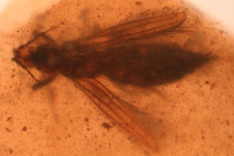 Descubren la prueba de polinización más antigua conocida hasta la actualidad