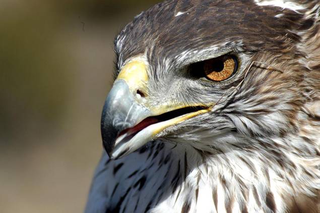 La población de águila perdicera alcanza 99 parejas en Extremadura