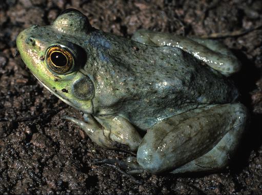 Las ranas invasoras propagan sus llamadas de apareamiento con mayor eficacia que las autóctonas