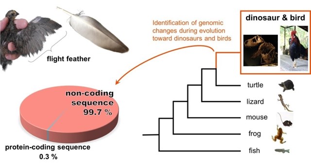 Identifican herencia genómica en aves que data de los dinosaurios
