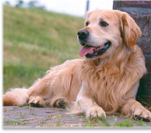 Veterinarios tranquilizan sobre el riesgo sanitario de las mascotas