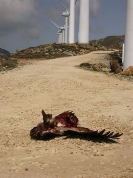 Cigüeña Negra se opone a la repotenciación de el parque eólico de Tarifa El Cabrito