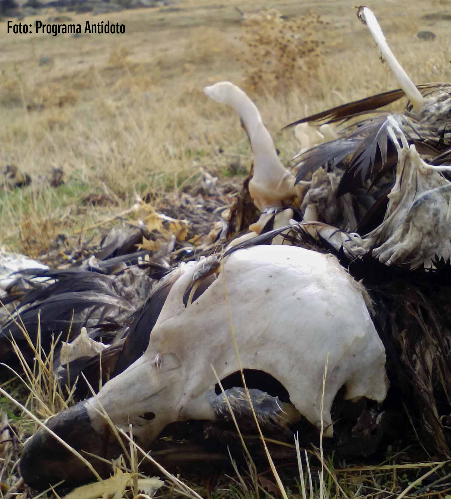 Muerte de aves protegidas en el vertedero del CTR Ávila-Norte