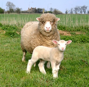 El pastor virtual acerca la tecnología al control de rebaños de montaña a distancia