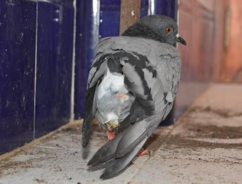 Debate en el Parlamento de Galicia sobre la abolición de las corridas de toros y del tiro al pichón