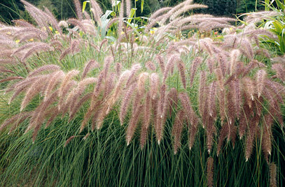Plantan una especie exótica invasora en Condado de Alhama (Murcia)