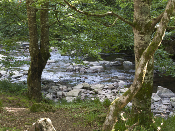 SEO/BirdLife denuncia que MAGNA aprovecha las fiestas para talar el hayedo protegido de Zilbeti (Navarra)