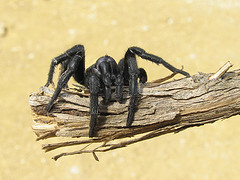 La vuelta a casa de la tarántura mediterránea