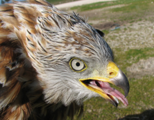 El joven milano real ‘Pinarejos’ regresa a Segovia de sus viajes por el norte de Europa