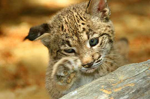 Pasos de fauna: un seguro para la supervivencia del lince ibérico