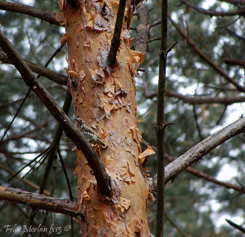 Paseos nocturnos por la Sierra del Rincón