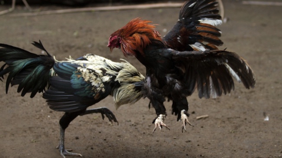Argentina. Denuncian riñas de gallos con subsidio estatal en Tucumán