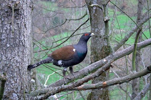 Luz verde al ‘Plan de Conservación del Hábitat del Urogallo Pirenaico’