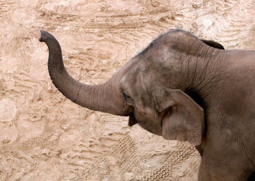 Zoológico de Uruguay pierde su último elefante