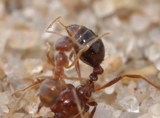 Las hormigas locas neutralizan el veneno de otros insectos