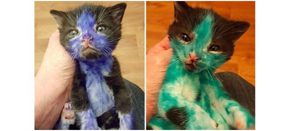 Crueldad animal: gatitos pintados de ‘Pitufo’ y ‘Shrek’
