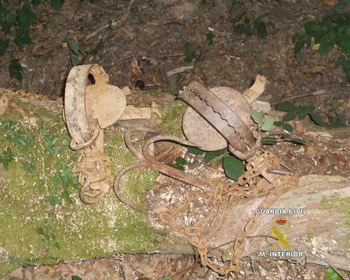 La Guardia Civil formula 52 denuncias para prevenir la caza del venado durante la berrea e incauta dos cepos