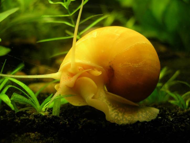 Cataluña en lucha contra el ‘caracol manzana’