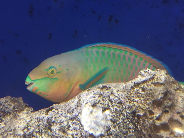 Aletas y sistema nervioso evolucionaron a la par en los peces