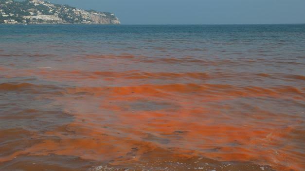 Tres playas andaluzas afectadas por microalgas