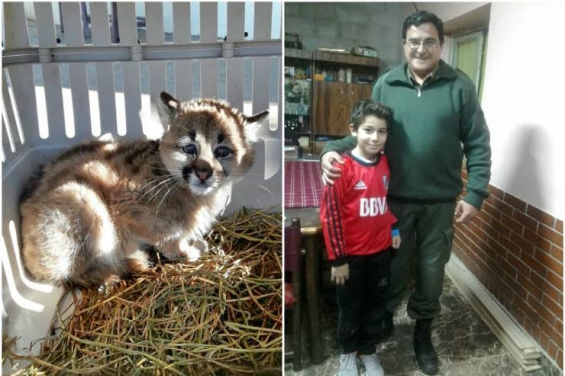 Argentina. Una familia encontró un puma y lo entregó al Ministerio