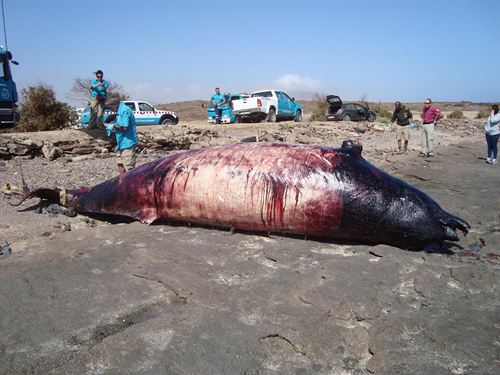 Un zifio común muerto en la playa de La Caleta