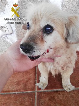 Detenido un vecino de Pinofranqueado