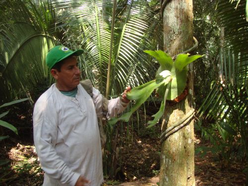 Custodia de Amazonia peruana avanza contra la corrupción
