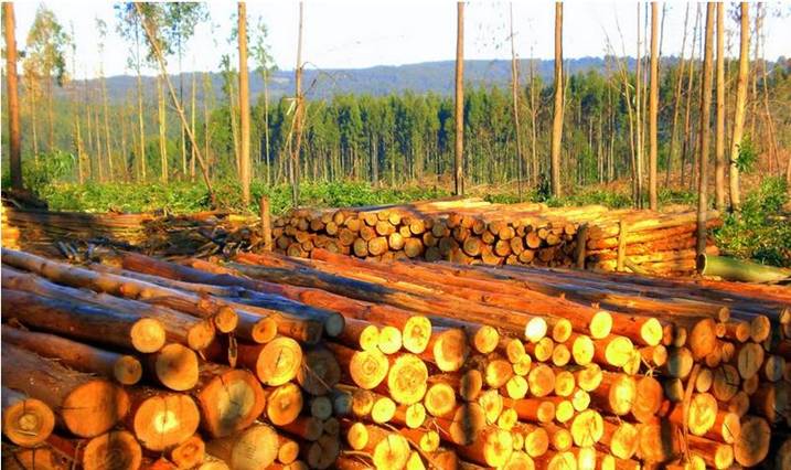 La nueva Ley de Montes debe impulsar la certificación forestal