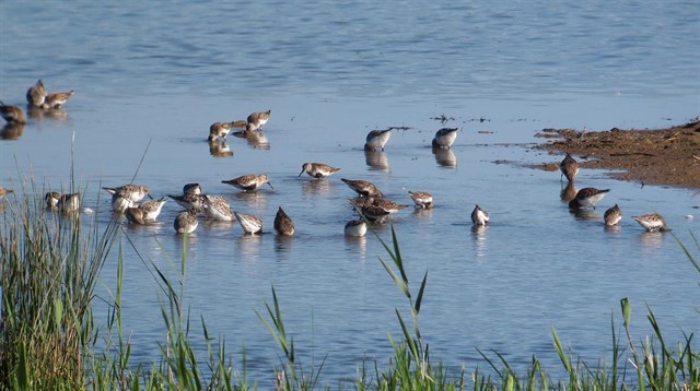 Ekoetxea Urdaibai celebraró este domingo el Día Mundial de las Aves con actividades para todas las edades
