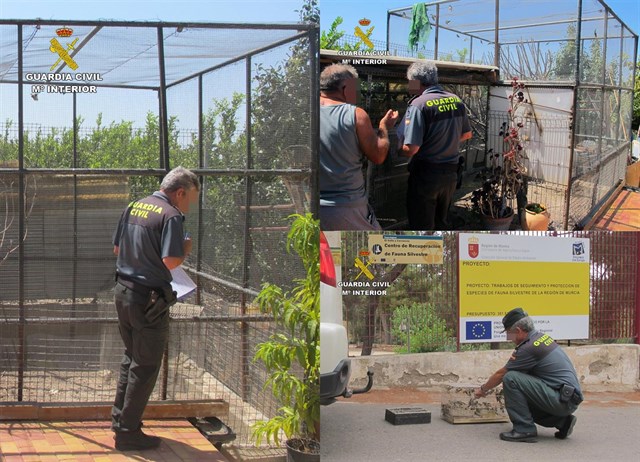 La Guardia Civil recupera más de medio centenar de aves fringílidas capturadas furtivamente en Murcia