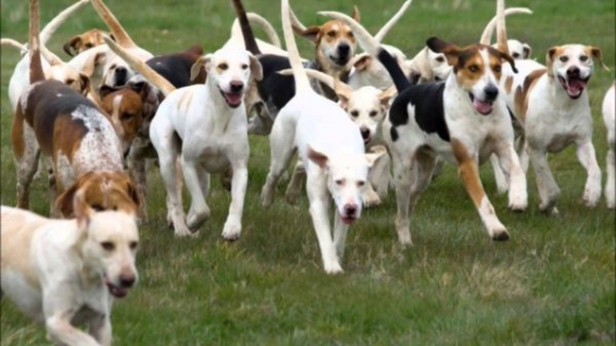 Estados Unidos: Científicos estudiaron la sociabilidad de los perros